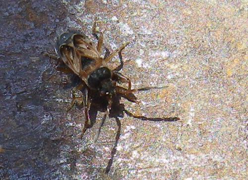 Réf. 251 635 : Scolopostethus sp.